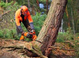  Columbus, TX Tree Removal and Landscaping Services Pros